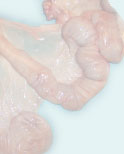 genital_low